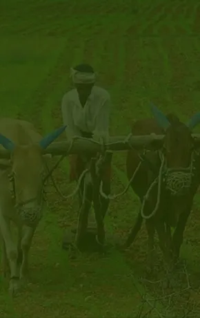 KGM Fertilizers & Agrotech Pvt. Ltd., Granule Form PROM Natural Organic Fertilizers, Manures, Potash, Natural Organic Manures, Granule Form Pdm Potash Natural Organic Fertilizers, Neem Powder Natural Organic Fertilizers For Agriculture