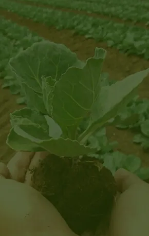 KGM Fertilizers & Agrotech Pvt. Ltd., Granule Form PROM Natural Organic Fertilizers, Manures, Potash, Natural Organic Manures, Granule Form Pdm Potash Natural Organic Fertilizers, Neem Powder Natural Organic Fertilizers For Agriculture